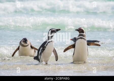 Magellanic Pinguine (Spheniscus magellanicus) in der Brandung am Strand, The Neck, Saunders Island, Falkland Islands, Großbritannien, Südamerika Stockfoto