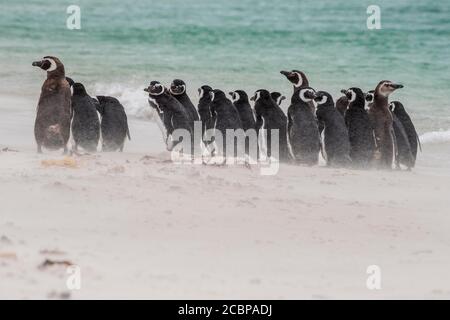 Magellanic Pinguine (Spheniscus magellanicus), Gruppe am Strand, Leopard Beach, Carcass Island, Falkland Islands, Großbritannien, Südamerika Stockfoto