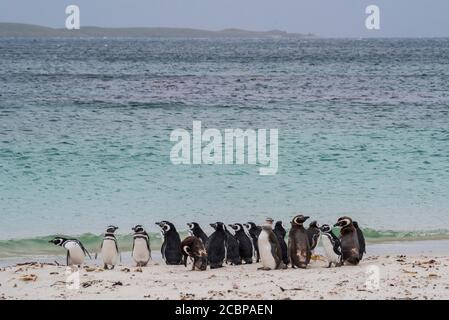 Magellanic Pinguine (Spheniscus magellanicus), Gruppe am Strand, Leopard Beach, Carcass Island, Falkland Islands, Großbritannien, Südamerika Stockfoto