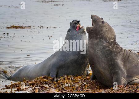 Südliche Elefantenrobbe (Mirounga leonina), zwei Bullen kämpfen, Carcass Island, Falklandinseln, Großbritannien, Südamerika Stockfoto