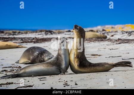 Südliche Elefantenrobbe (Mirounga leonina), zwei heranwachsende Tiere, die sich spielerisch streiten, Carcass Island, Falklandinseln, Großbritannien, Südamerika Stockfoto