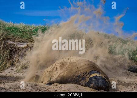 Südliche Elefantenrobbe (Mirounga leonina), wirft Sand auf sich selbst, Carcass Island, Falklandinseln, Großbritannien, Südamerika Stockfoto