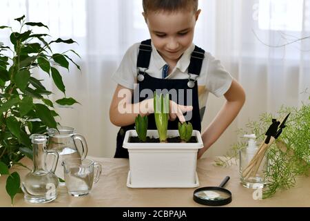 Ein Kind das Wachstum der gepflanzten Hyazinthe. Zeigt mit dem Finger auf die blühende blaue Blume rechts. Stockfoto