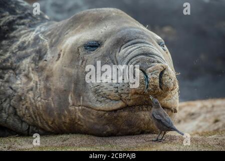 Südliche Elefantenrobbe (Mirounga leonina) und schwärze Cinclodes, auch (Cinclodes antarcticus), Carcass Island, Falkland Islands, Vereinigtes Königreich Stockfoto