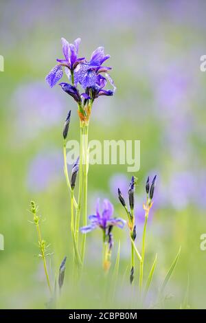 Sibirische Iris (Iris sibirica), Trautenfels, Steiermark, Österreich Stockfoto