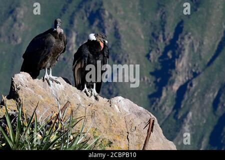 Andenkondore (Vultur gryphus) auf einem Felsen sitzend, Colca Canyon, Arequipa Region, Peru Stockfoto