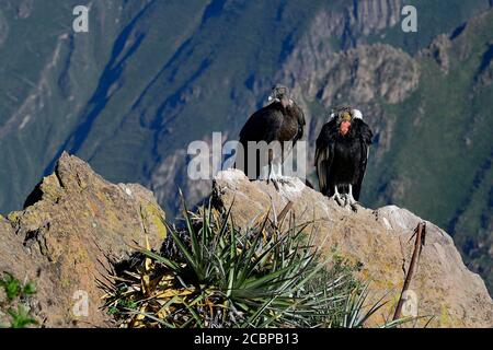 Andenkondore (Vultur gryphus) auf einem Felsen sitzend, Colca Canyon, Arequipa Region, Peru Stockfoto