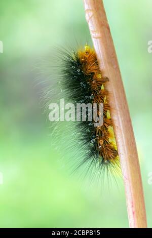 Gartentiertigmotte, Raupe (Arctia caja), Almtal, Oberösterreich, Österreich Stockfoto