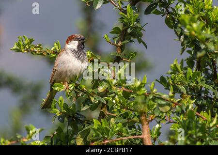 Haussperling (Passer domesticus), männlich, im Busch sitzend und singend, Schwaz, Tirol, Österreich Stockfoto