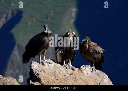 Andenkondore (Vultur gryphus) auf einem Felsen sitzend, Colca Canyon, Arequipa Region, Peru Stockfoto