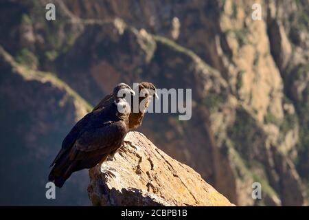 Andenkondore (Vultur gryphus) auf einem Felsen sitzend, Colca Canyon, Arequipa Region, Peru Stockfoto
