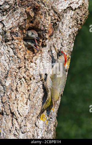 Europäischer Grünspecht (Picus viridis) vor seiner Nisthöhle in einem Walnussbaum, von dem zwei fast flügge junge Vögel herausschauen, Kukmirn Stockfoto