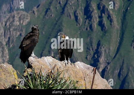 Andenkondore (Vultur gryphus) auf einem Felsen sitzend, Colca Canyon, Arequipa Region, Peru Stockfoto
