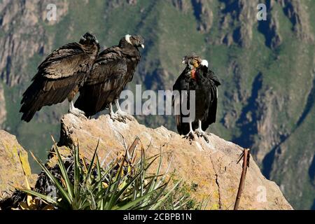 Andenkondore (Vultur gryphus) auf einem Felsen sitzend, Colca Canyon, Arequipa Region, Peru Stockfoto