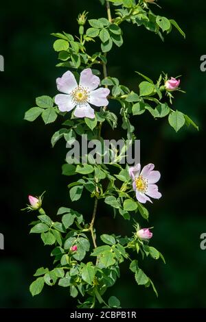 Hunderose (Rosa canina) oder , Kukmirn, Burgenland, Österreich Stockfoto