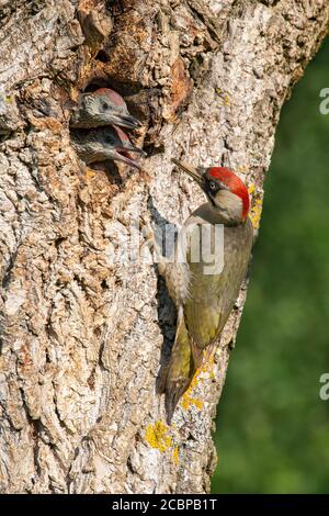 Europäischer Grünspecht (Picus viridis) vor seiner Nisthöhle in einem Walnussbaum, von dem zwei fast flügge junge Vögel herausschauen, Kukmirn Stockfoto