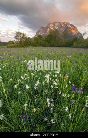 Wiese mit weißen Bergnarzissen (Narcissus radiiflorus) und sibirischer Iris (Iris sibirica), bei Sonnenaufgang, dahinter Grimming, Trautenfels Stockfoto