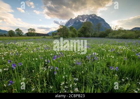 Wiese mit weißen Bergnarzissen (Narcissus radiiflorus) und sibirischer Iris (Iris sibirica), dahinter Grimming, Trautenfels, Steiermark, Österreich Stockfoto