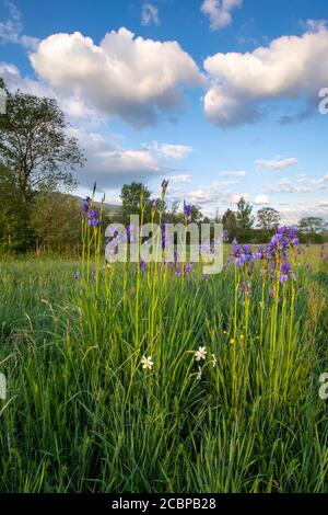 Wiese mit weißen Bergnarzissen (Narcissus radiiflorus) und sibirischer Iris (Iris sibirica), Trautenfels, Steiermark, Österreich Stockfoto