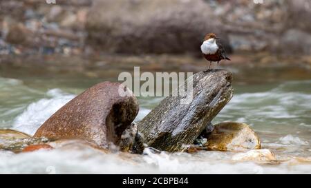 Weißbrusttaucher (Cinclus cinclus) auf einem Stein in einem Bach sitzend, Kundler Klamm, Kundl, Tirol, Österreich Stockfoto