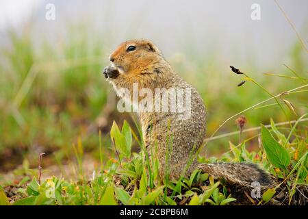 Arktisches Bodenhörnchen (Spermophilus parryii), Essen, Denali-Nationalpark, Alaska, USA Stockfoto