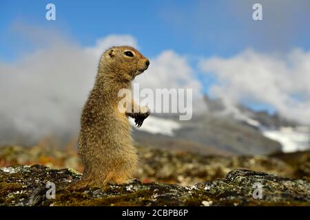 Arktisches Bodenhörnchen (Spermophilus parryii), Alarm, Alaska, USA Stockfoto