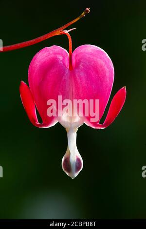 Altmodisches Blutungsherz (Lamprocapnos spectabilis), Oberösterreich, Österreich Stockfoto