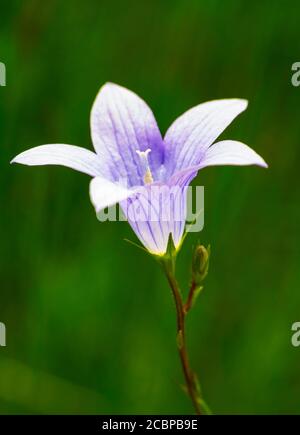 Harebell (Campanula rotundifolia), Oberösterreich, Österreich Stockfoto