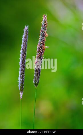 Wiesenfuchsschwanz (Alopecurus pratensis), Fuchsschwanzgras, Gräser, Oberösterreich, Österreich Stockfoto