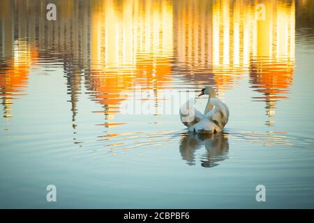 Stummer Schwan (Cygnus olor) am Schlossteich, mit Spiegelung der Moritzburg im Morgenlicht, Moritzburg, Landkreis Meißen, Sachsen Stockfoto