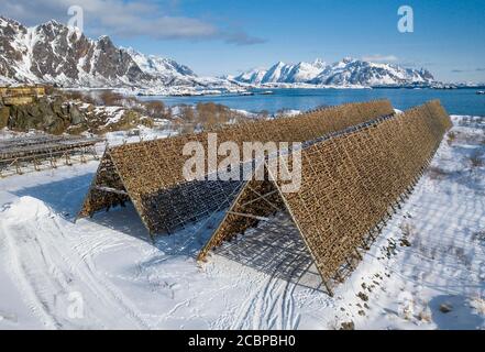 Tausende und Tausende Stockfisch Fischköpfe auf hölzernen Trockengestell, hinter Meer und Bergen, Kabeljau, Kabeljau, skrei, Kabeljau, Svolvaer, Lofoten Stockfoto