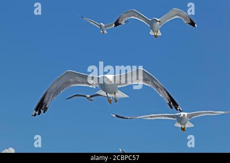 Flugmöwe (Larus michahellis), in der Nähe von Rovinj, Istrien, Kroatien Stockfoto