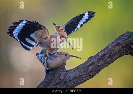 Wiedehopf (Upupa epops) während der Paarung, Biosphärenreservat Mittelelbe, Sachsen-Anhalt, Deutschland Stockfoto