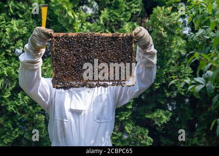 Imker kontrolliert seine Honigbienen, Wabe, Bienenstock, Bayern, Deutschland Stockfoto