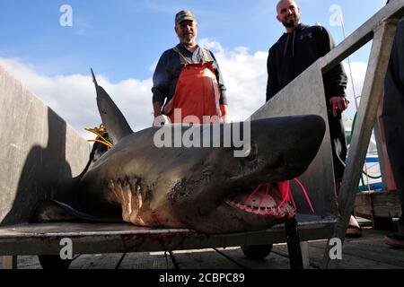 Lachshai (Lamna ditropis) im Hafen von Valdez am Prince William Sound, Alaska, USA gefangen Stockfoto