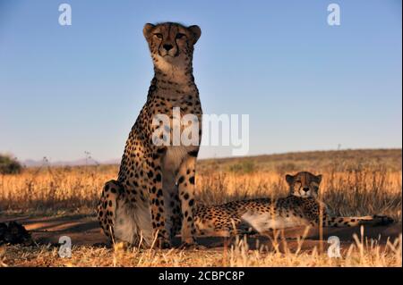 Zwei Geparden (Acinonyx jubatus), einer sitzend, der andere liegend, in kühlem Schatten im trockenen Grasland ruhend, Etosha Nationalpark, Namibia Stockfoto