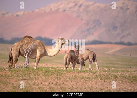 Selektive Fokusaufnahme von Kamelen und Baby Kamelen, die Gras fressen Und in der Wüste herumlaufen Stockfoto