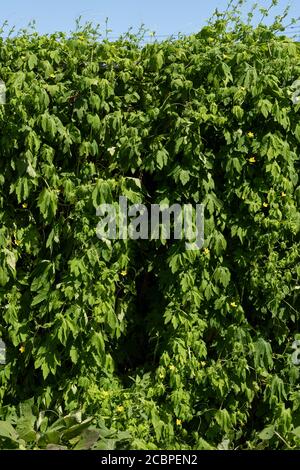 Momordica charantia im August, Stadt Isehara, Präfektur Kanagawa, Japan. Stockfoto