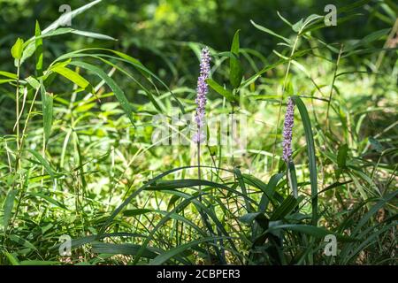 Liriope muscari, Stadt Isehara, Präfektur Kanagawa, Japan Stockfoto