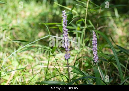 Liriope muscari, Stadt Isehara, Präfektur Kanagawa, Japan Stockfoto