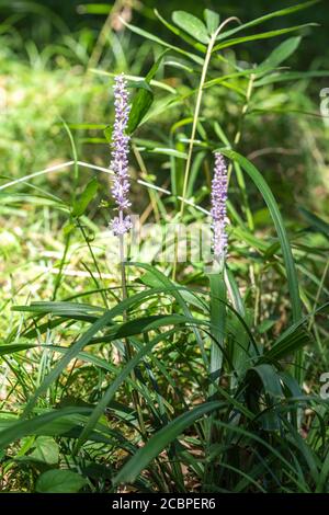 Liriope muscari, Stadt Isehara, Präfektur Kanagawa, Japan Stockfoto