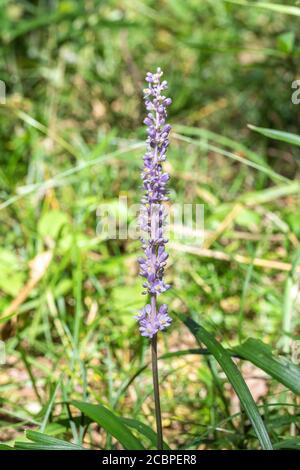 Liriope muscari, Stadt Isehara, Präfektur Kanagawa, Japan Stockfoto