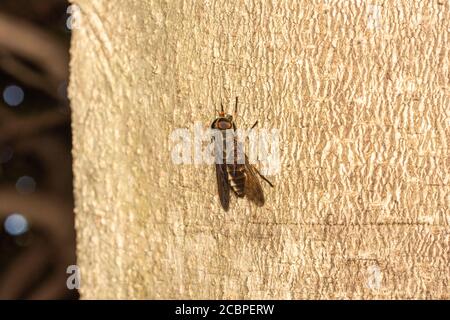 Tabanus rufidens, Stadt Isehara, Präfektur Kanagawa, Japan Stockfoto