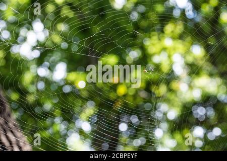 Spinnennetz im Wald, Stadt Isehara, Präfektur Kanagawa, Japan Stockfoto