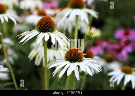 Echinacea purpurea alba, weiße Blüten Stockfoto