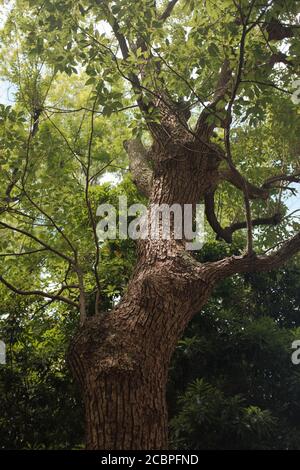 Vertikale Low-Angle-Aufnahme eines hohen Baumes mit einem Dicker Kofferraum Stockfoto