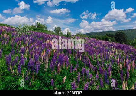 Ein Feld der blühenden Lupinblüten - Lupinus polyphyllus - Garten oder Futterpflanze Stockfoto