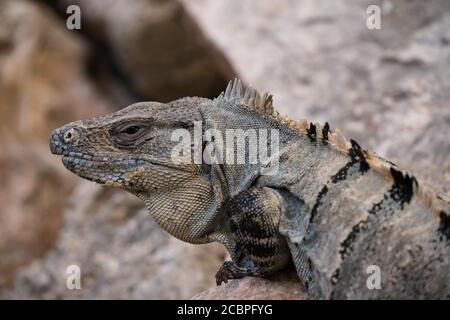 Ein großer männlicher Schwarzer Stachelschwanz-Leguan in den prähispanischen Maya-Ruinen von Uxmal, Mexiko. Stockfoto