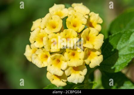 lantana (Lantana Camara), gelb oder Gold, Makroaufnahme - Davie, Florida, USA Stockfoto