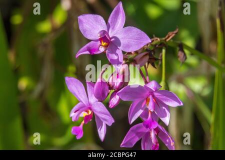 Philippine Ground Orchidee (Spathoglottis plicata) - Davie, Florida, USA Stockfoto